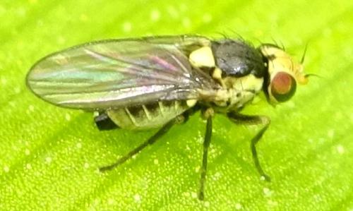 Liriomyza sp.